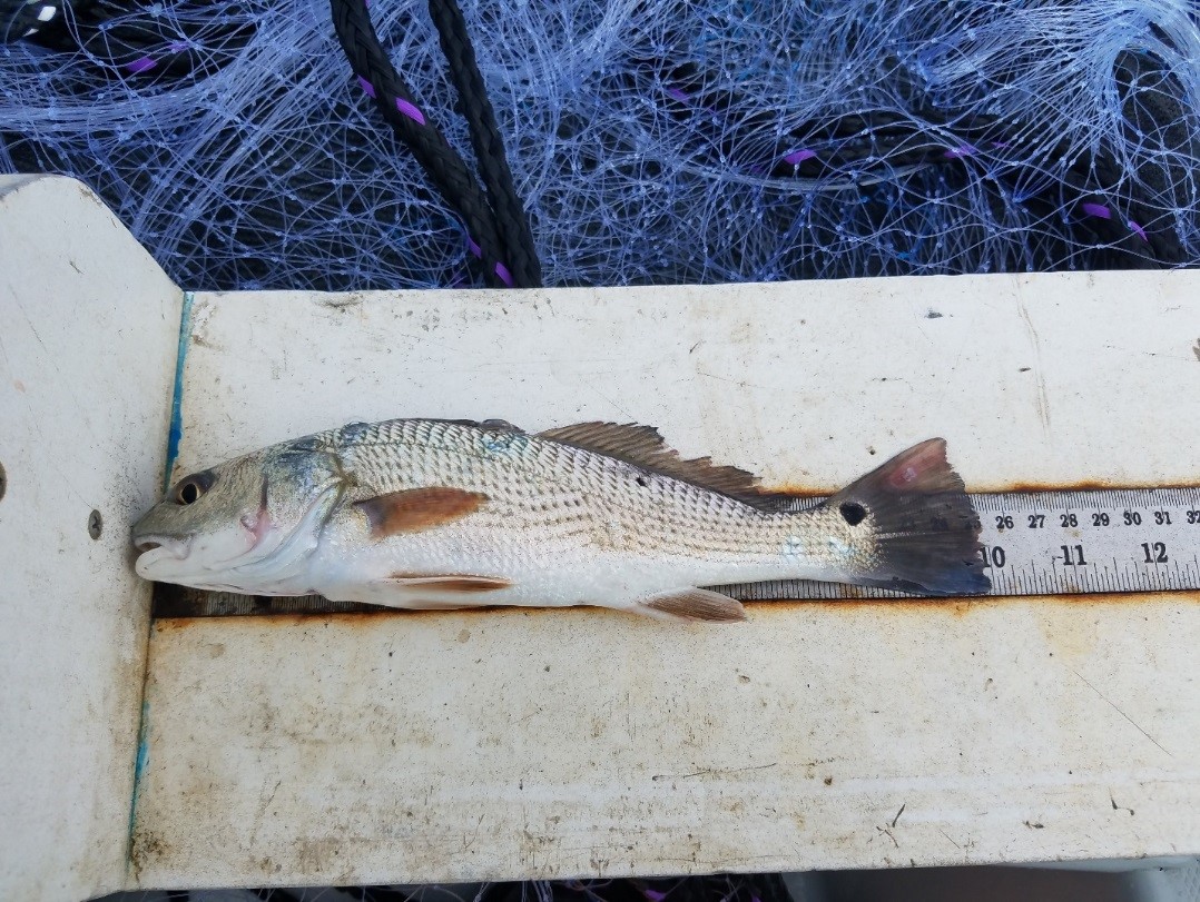 Red Drum on measuring board