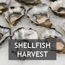 Recreational Shellfish Harvest