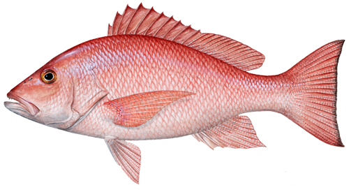 Red  Snapper