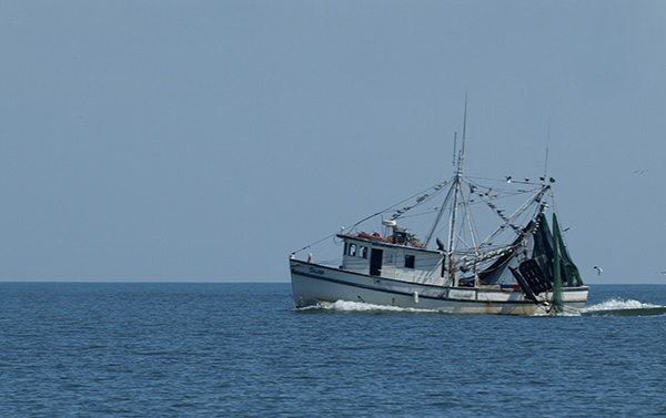 A shrimping boat travels the coast of Georgia.