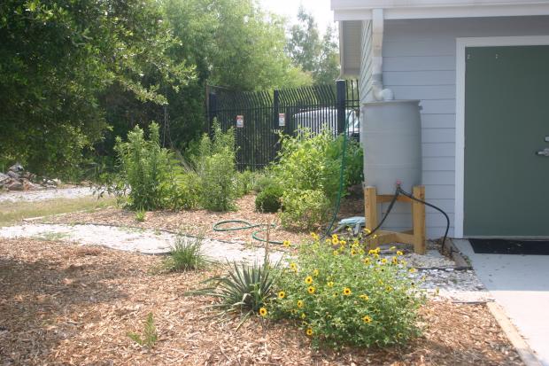 This is a photo of the native garden at the Coastal Resources Headquarters.