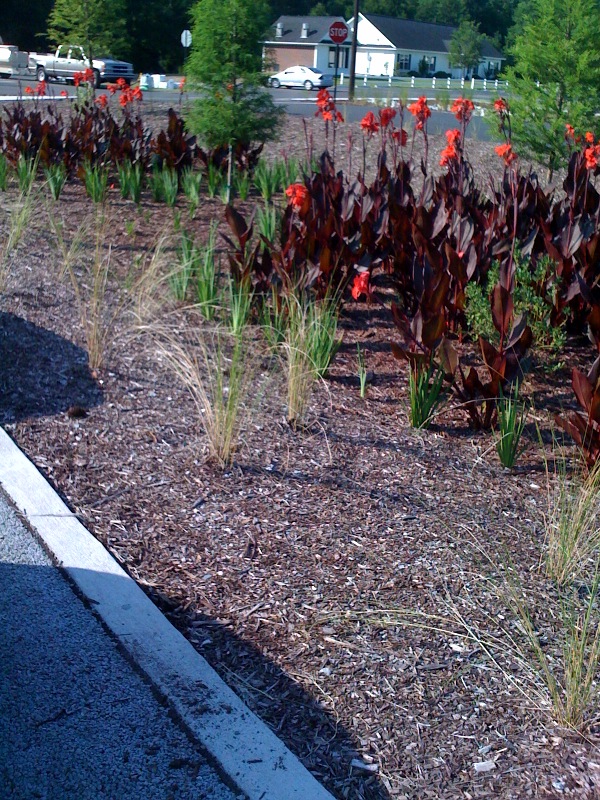 This is a photo of the native plant garden at the Richmond Hill City Center LEED Building.