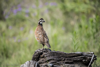 Bobwhite quail standing on log