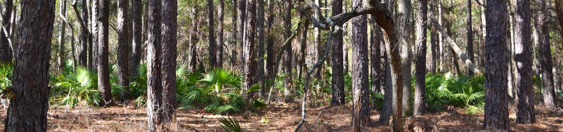 Pine Stand