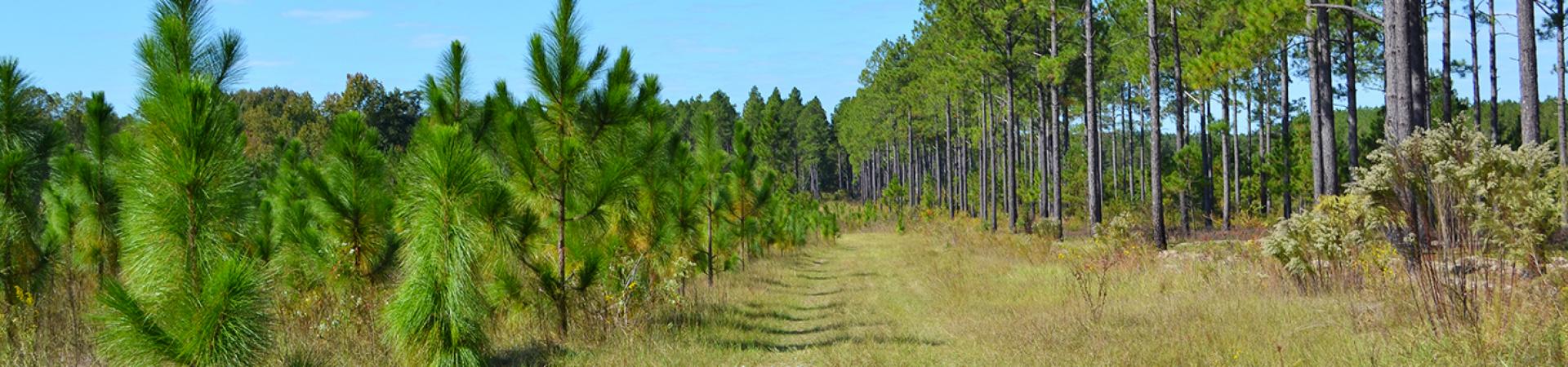 Pine Trees