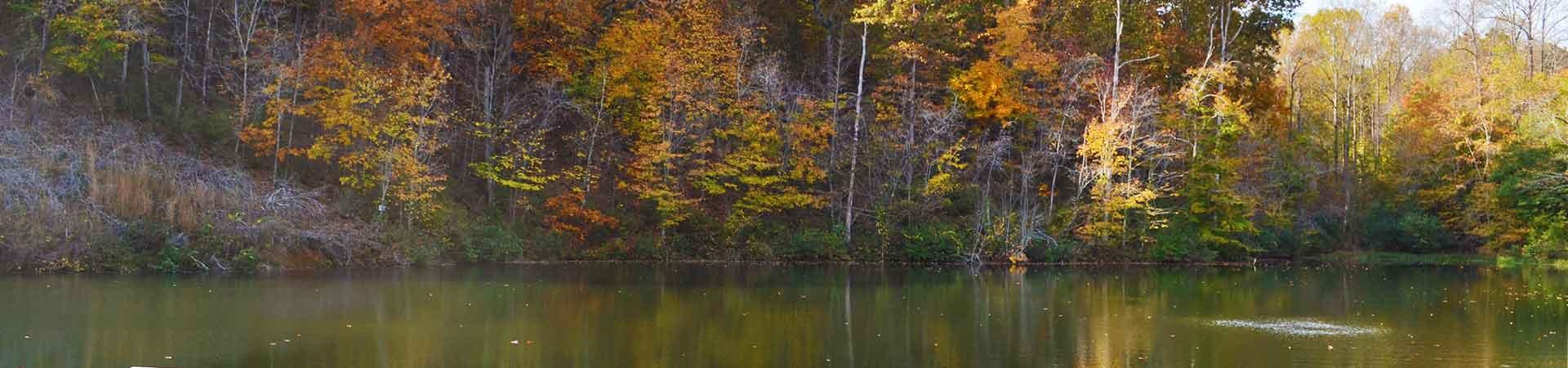 Lake and Treeline