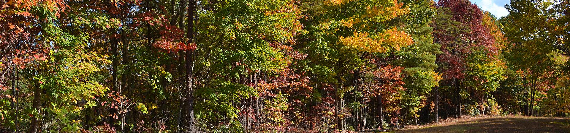 Line of Trees