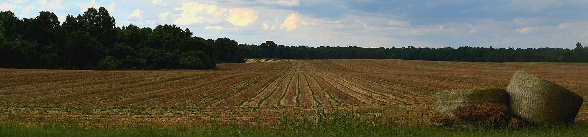 Field