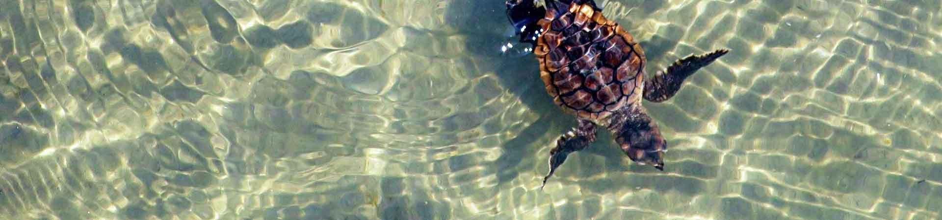 Baby Sea Turtle