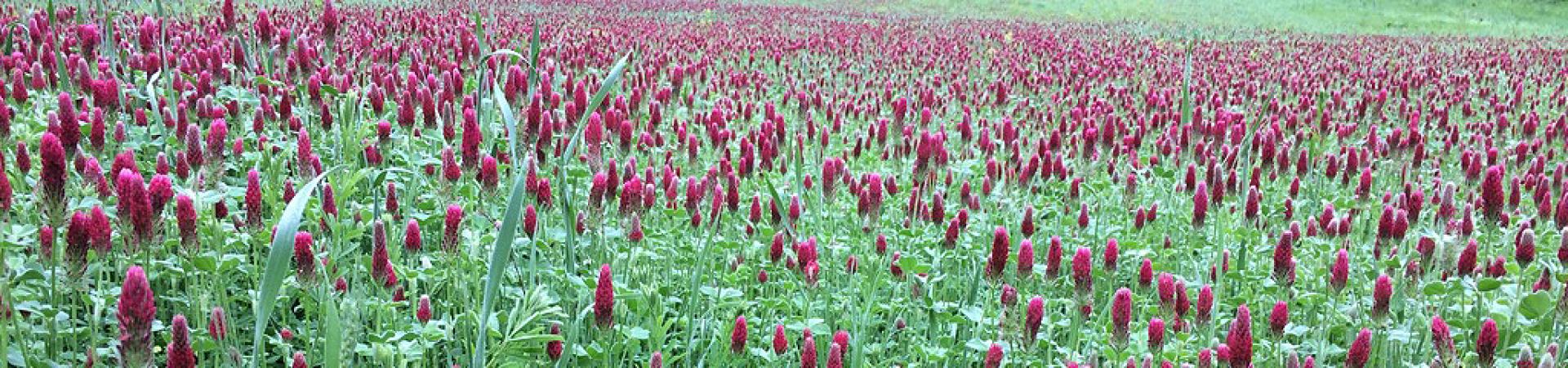 Flowers in a Field