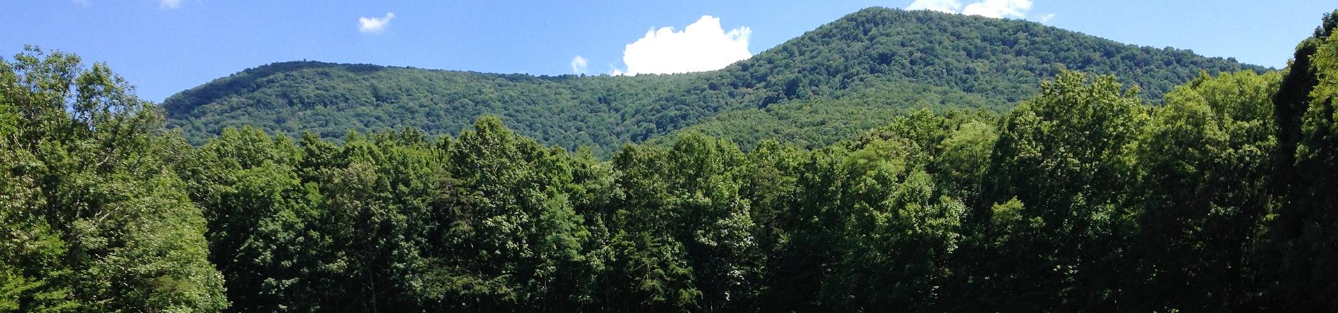 Trees in Front of WMA Entrance