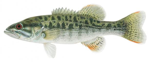 Altamaha Bass