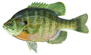 Bluegill Sunfish