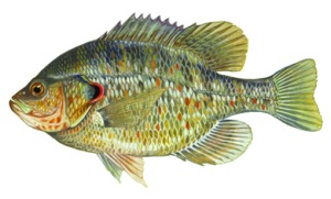 Readear Sunfish