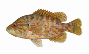 Warmouth Sunfish