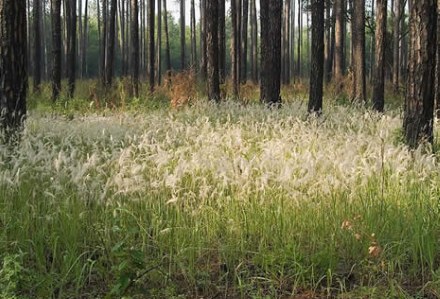 Congongrass Flowering