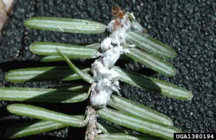 Hemlock Wooly Adelgid