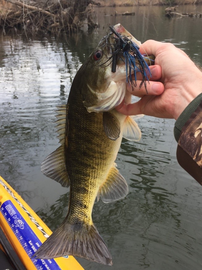 Shoal Caught on Jig