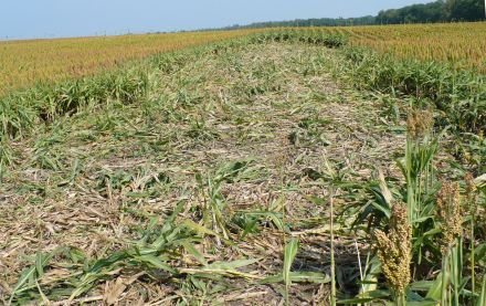 Crop Damage from Wild Hogs