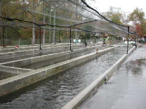 Hatchery Rearing Facilities