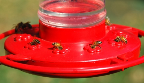 Honeybees at hummingbird feeder. Terry W. Johnson
