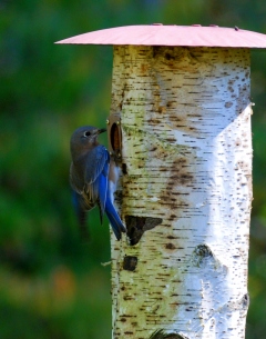 bluebird at nest