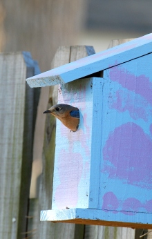 Bluebird box (Terry W. Johnson)