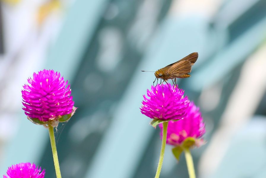 "Ocala Skipper on a Globe Amaranth"