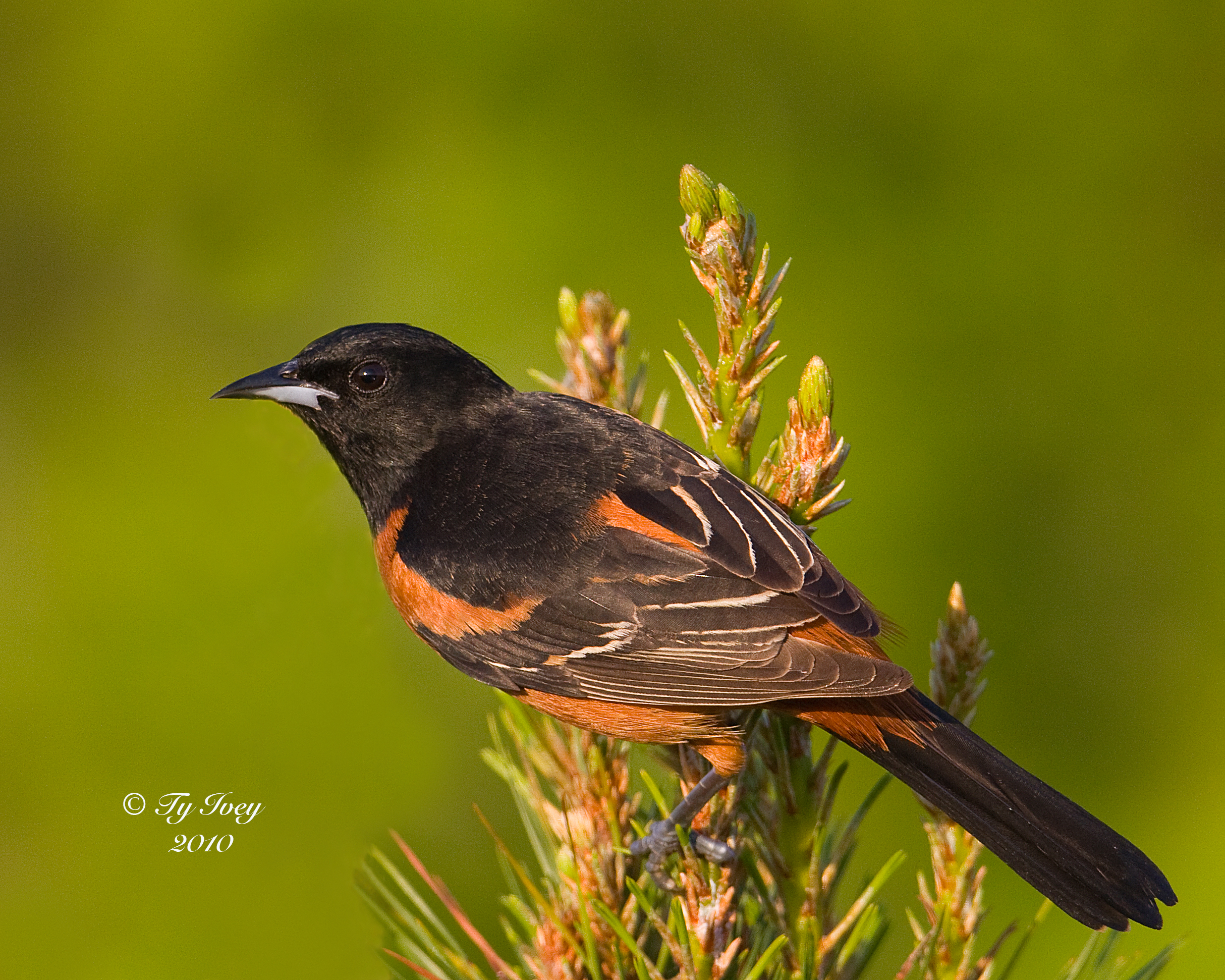 "Orchird Oriole sits on a branch."