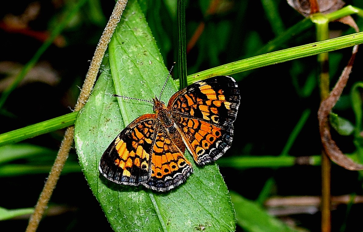 Pearl Crescent