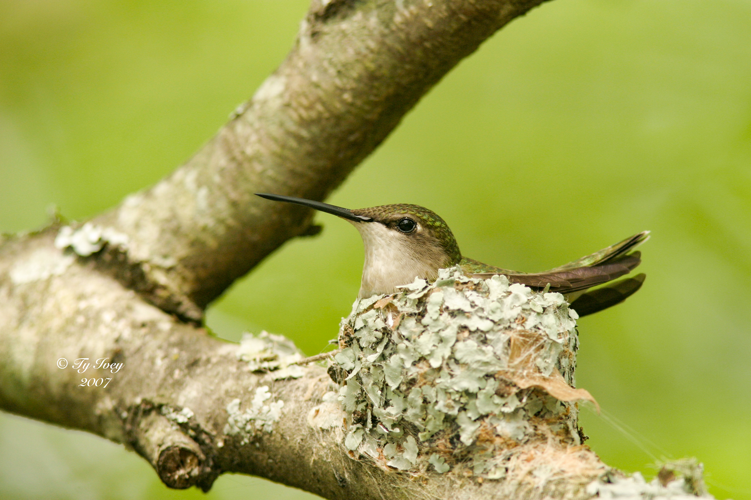 Out My Backdoor: Ruby-throated Hummingbird Nests Are Special