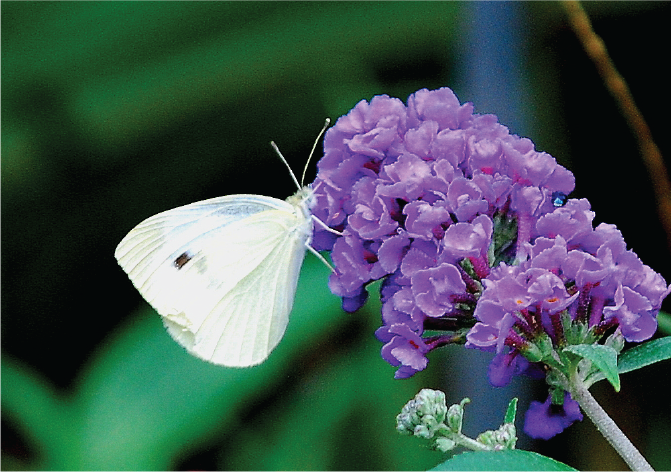 "White Butterfly on Flower"