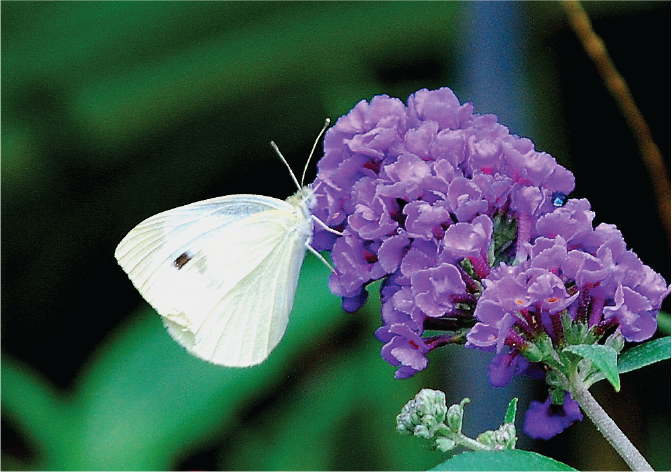 Out My Backdoor: The Cabbage White  Department Of Natural Resources  Division