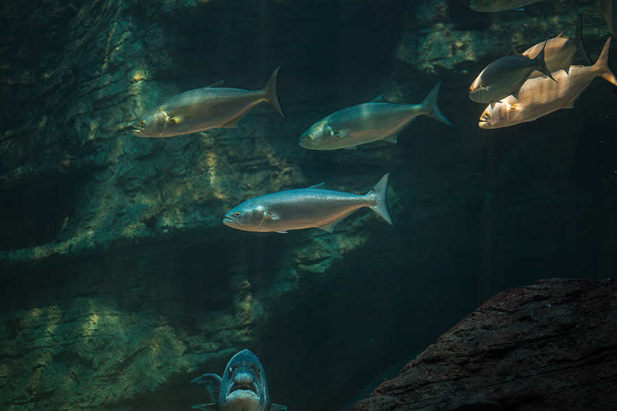 Bluefish school (NOAA Photo)