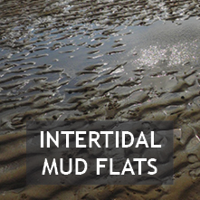 Intertidal Mud Flats