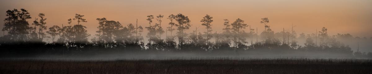 Marshes