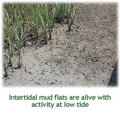 mudflats_01.jpg