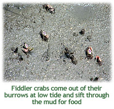 mudflats_02.jpg