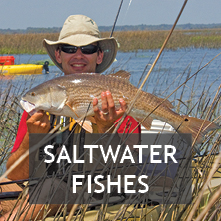 Saltwater Fishes