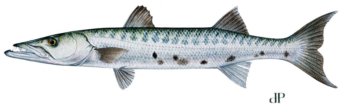 Barracuda, Great illustration by Dianne R. Peebles