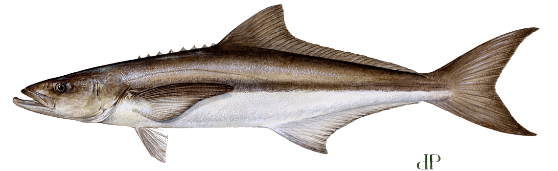 Cobia