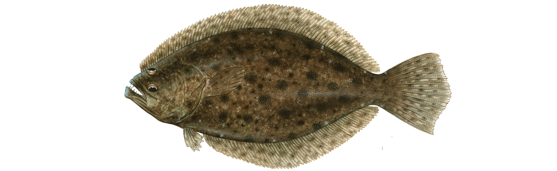 Flounder