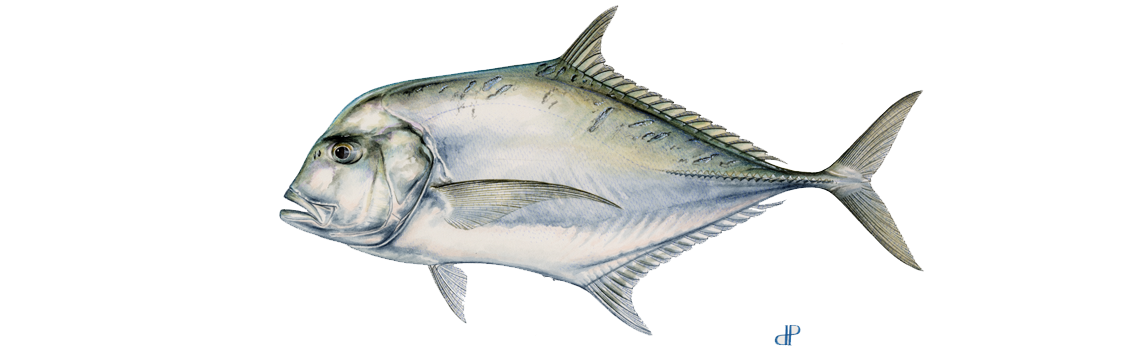 Pompano (African)