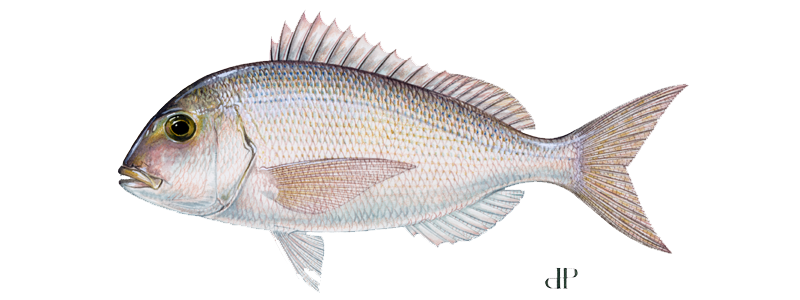 Porgy (Red) 