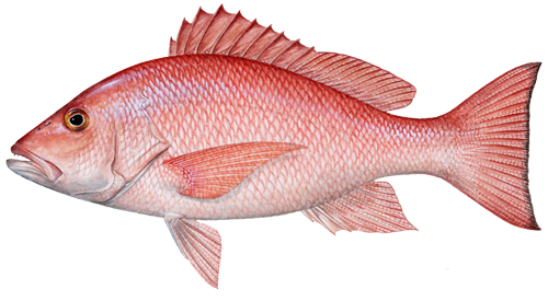  Red Snapper