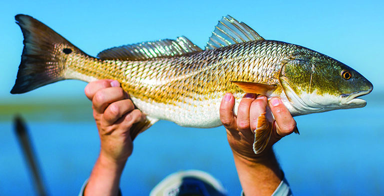 Marcus Hannon with Lane Snapper.