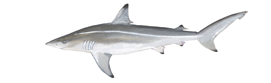 Spinner Shark