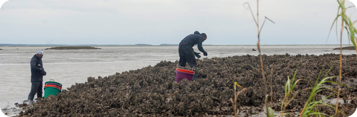 Shellfish & Water Quality Monitoring