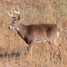 Hunting Regulations