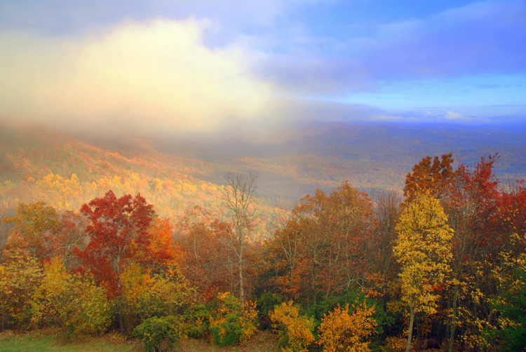 Trees in the Fall